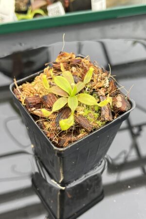 Close Up of Nepenthes platychila | PT | Florae Collaborative | FC-346.04 | H22817