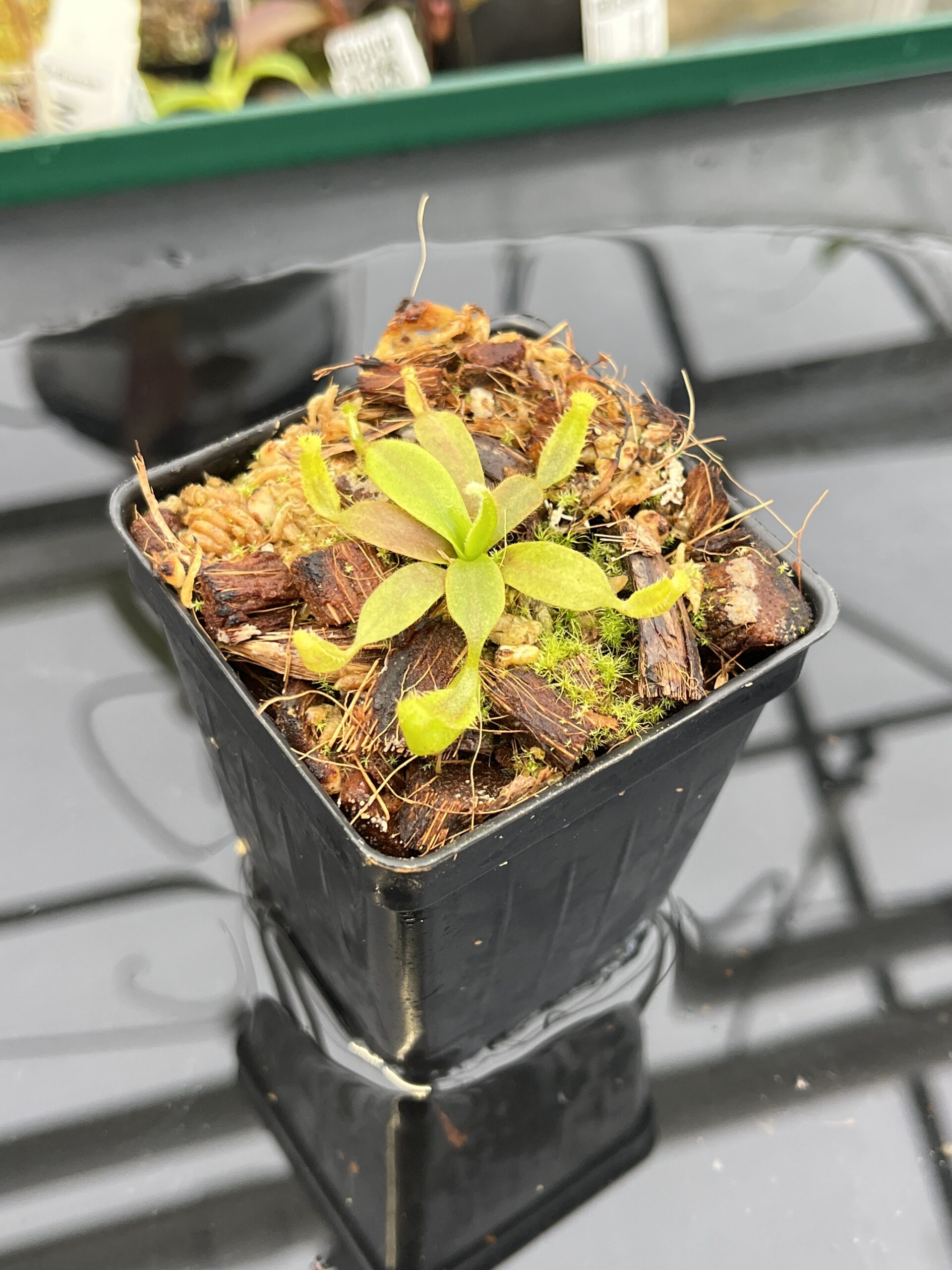 Close Up of Nepenthes platychila | PT | Florae Collaborative | FC-346.04 | H22817