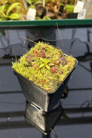 Close Up of Nepenthes rajah x edwardsiana | JH | Florae | Clone 2 | Jeremiah Harris | JH-96.02 | H22987