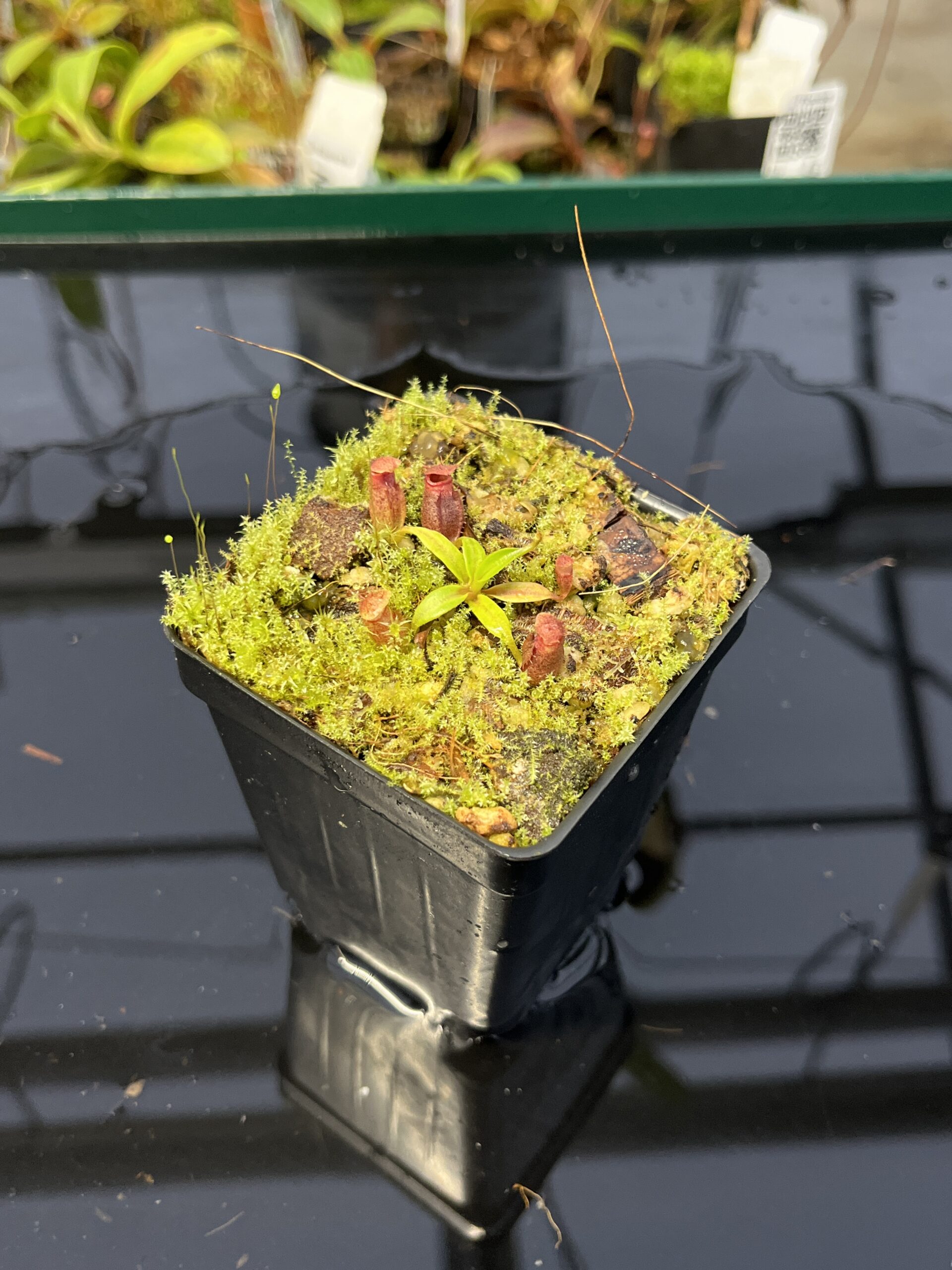 Close Up of Nepenthes rajah x edwardsiana | JH | Florae | Clone 2 | Jeremiah Harris | JH-96.02 | H22987