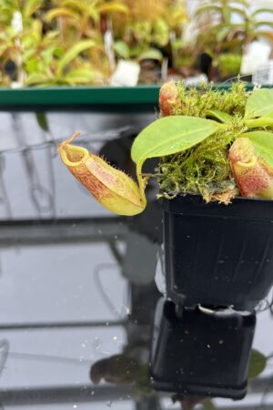Close Up of Nepenthes rajah x eymae | Florae Collaborative | FC-074.IC | H22835