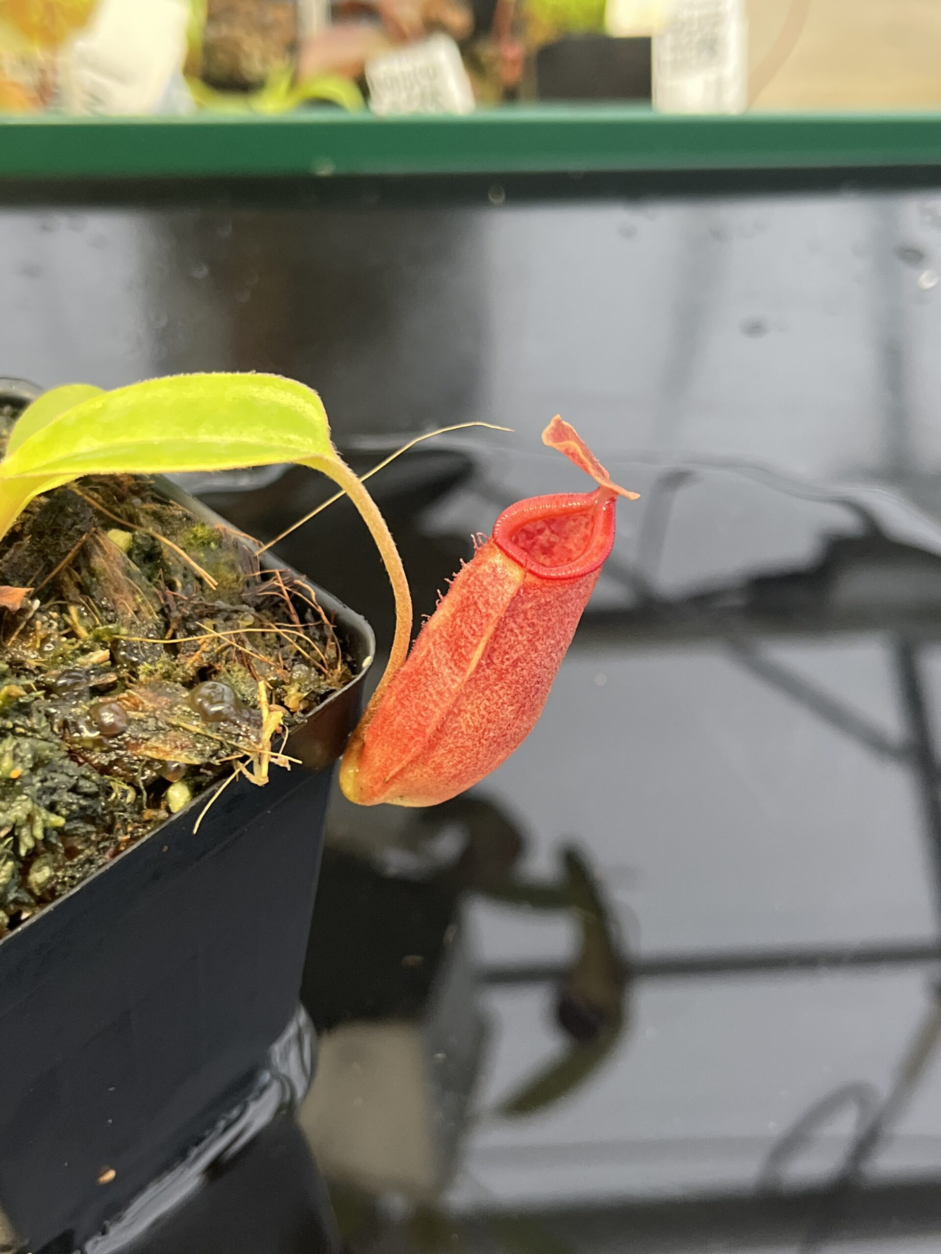 Close Up of Nepenthes robcantleyi x jacquelineae | Borneo Exotics | BE-4028 | IN22766