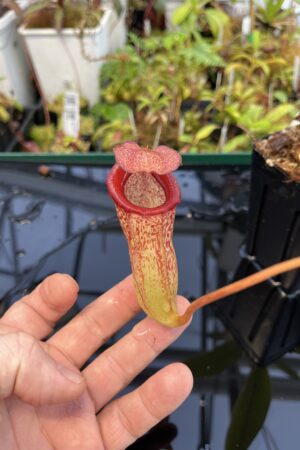 Close Up of Nepenthes sibuyanensis x klossii | Borneo Exotics | BE-4566 | IN23008
