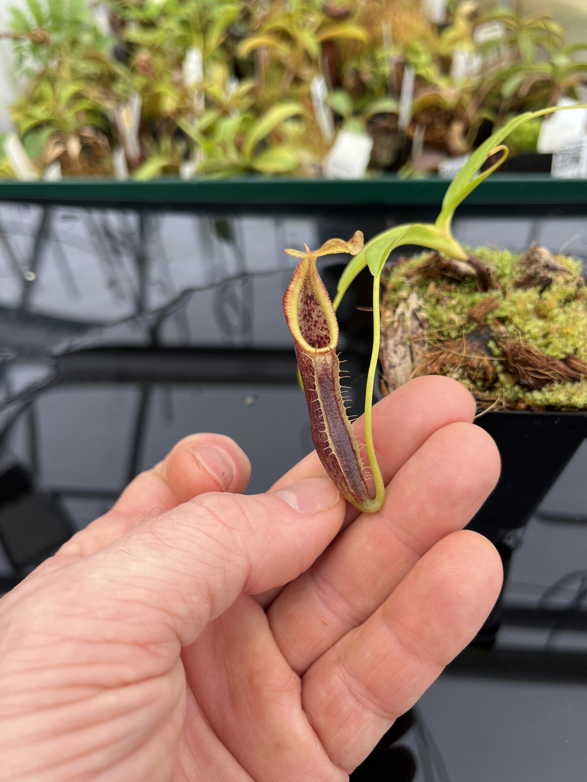 Close Up of Nepenthes singalana | Borneo Exotics | BE-3170 | H22942