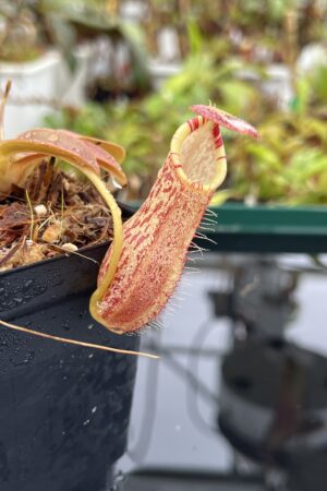 Close Up of Nepenthes spathulata x spectabilis | Borneo Exotics | BE-4528 | H23053