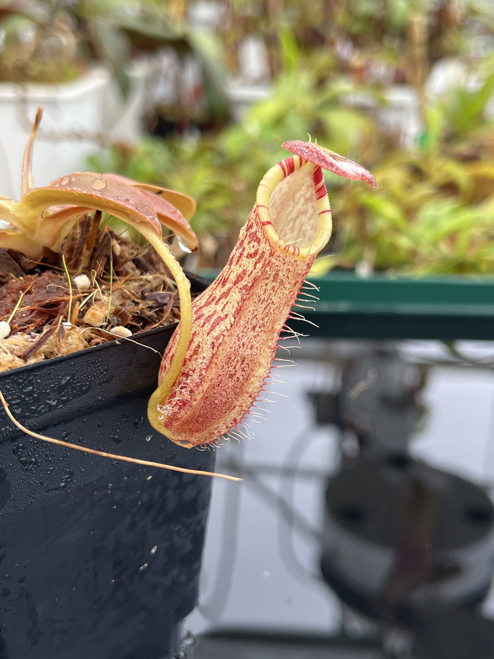 Close Up of Nepenthes spathulata x spectabilis | Borneo Exotics | BE-4528 | H23053
