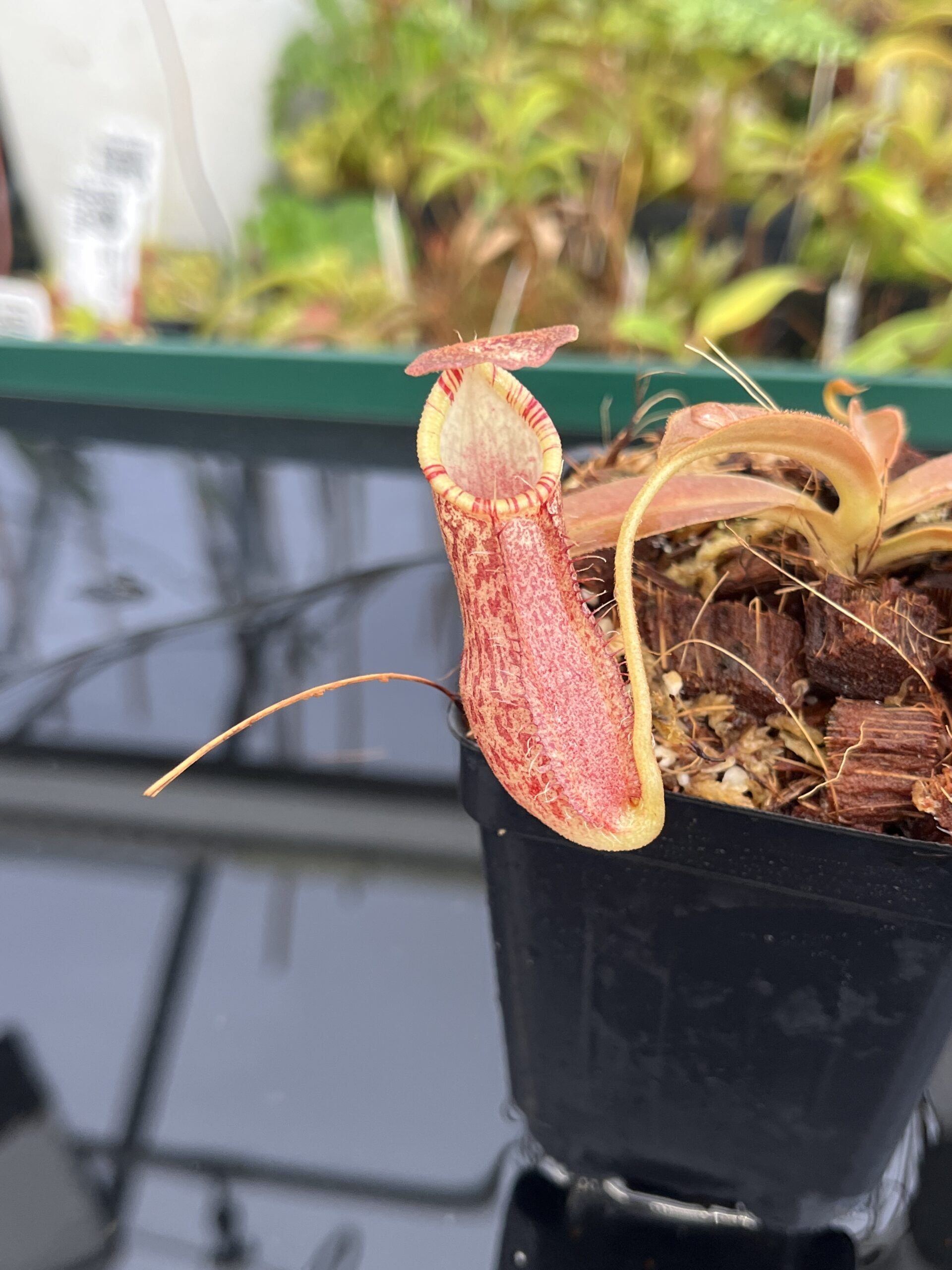 Close Up of Nepenthes spathulata x spectabilis | Borneo Exotics | BE-4528 | H23065