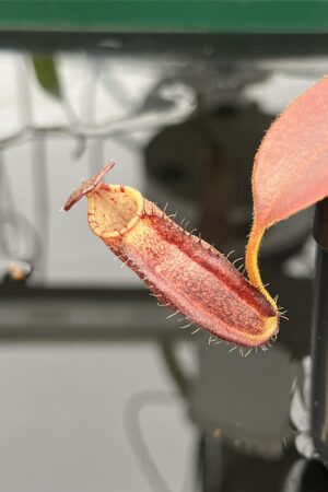Close Up of Nepenthes spectabilis x ephippiata | Borneo Exotics | BE-4681 | H22926