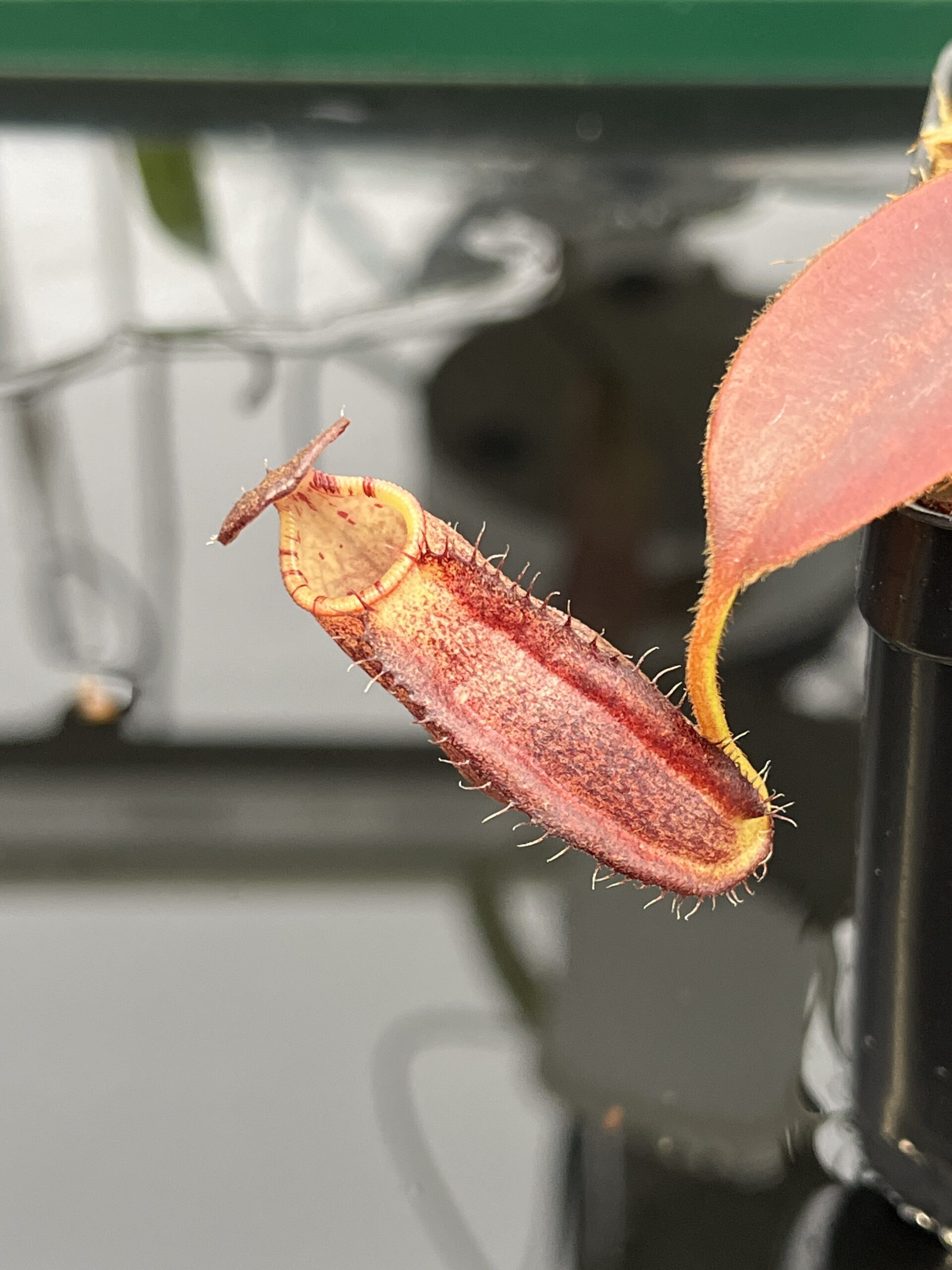 Close Up of Nepenthes spectabilis x ephippiata | Borneo Exotics | BE-4681 | H22926