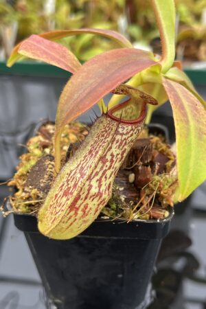 Close Up of Nepenthes spectabilis x klossii | Borneo Exotics | BE-4648 | H22938