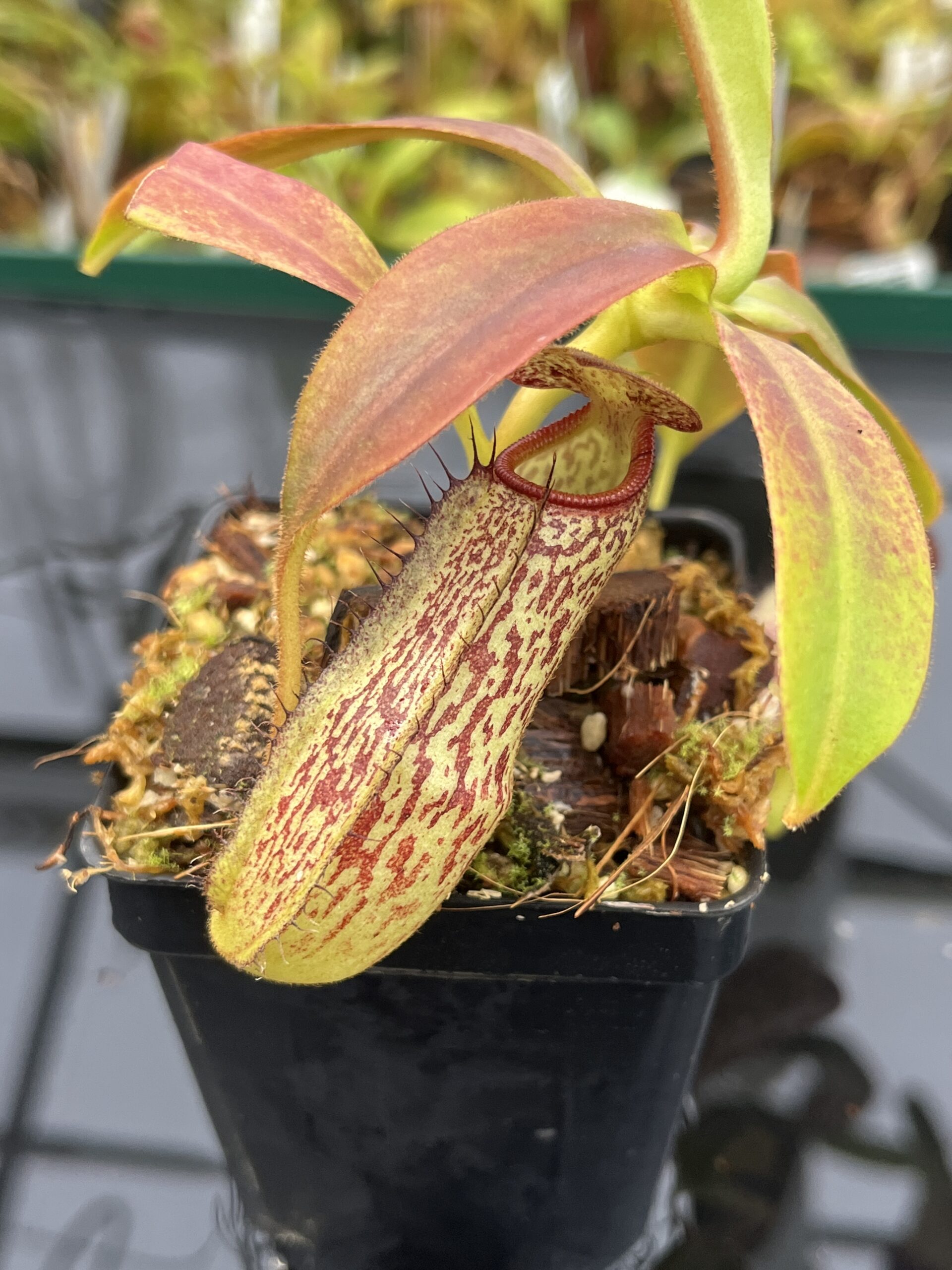 Close Up of Nepenthes spectabilis x klossii | Borneo Exotics | BE-4648 | H22938