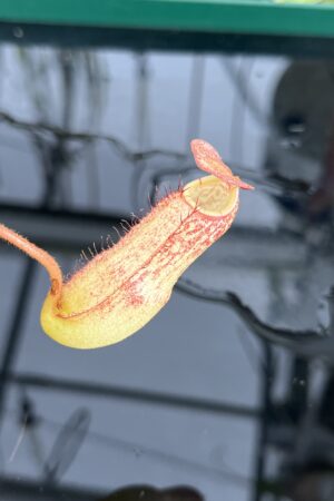 Close Up of Nepenthes spectabilis x klossii | Borneo Exotics | BE-4648 | H23093