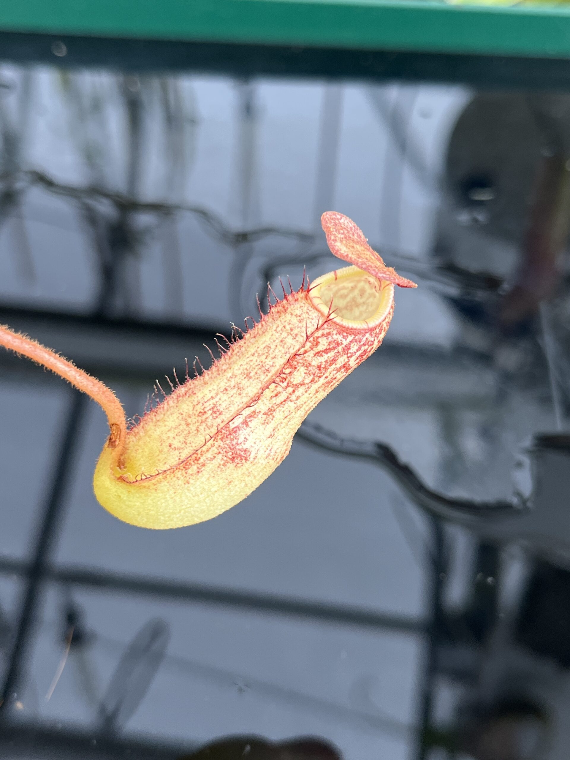 Close Up of Nepenthes spectabilis x klossii | Borneo Exotics | BE-4648 | H23093