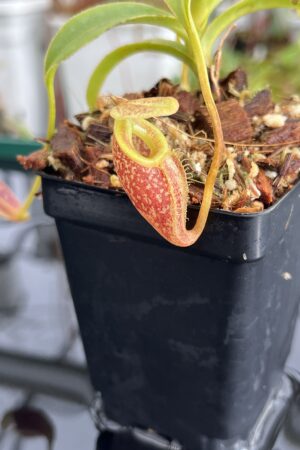 Close Up of Nepenthes talangensis | Borneo Exotics | BE-4075 | H23066