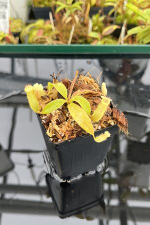 Close Up of Nepenthes (talangensis x glandulifera) x peltata | JH | Assorted Clones | Jeremiah Harris | JH-414 | IN23173