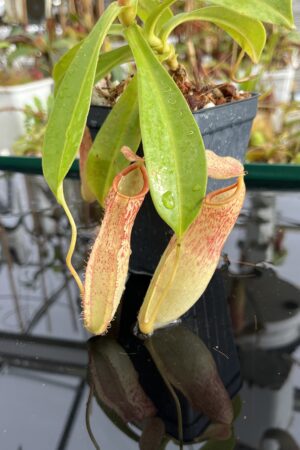 Close Up of Nepenthes talangensis x reinwardtiana | Borneo Exotics | BE-3780 | IN22860