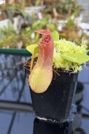 Close Up of Nepenthes truncata | Borneo Exotics | BE-3203 | L22876