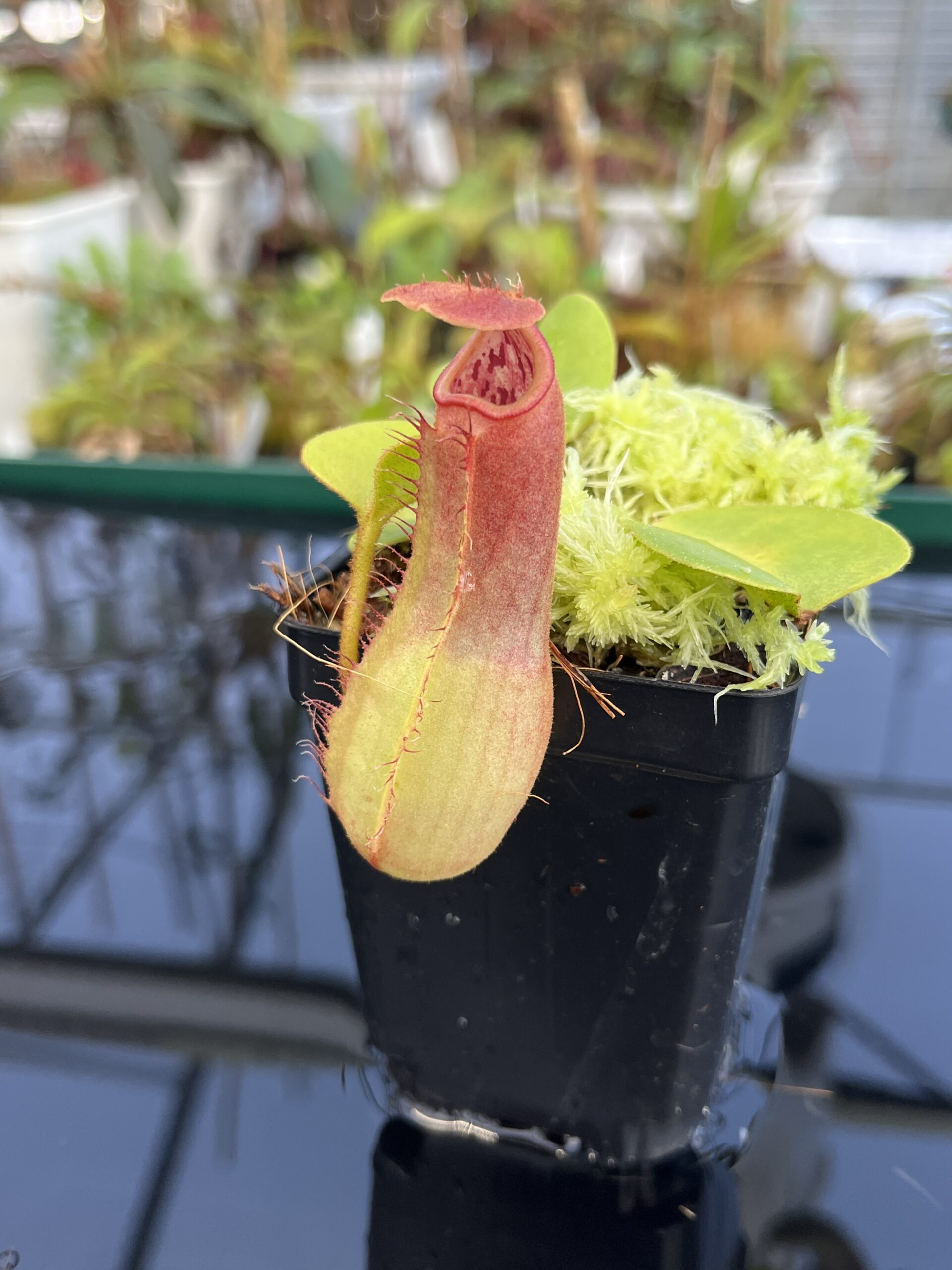 Close Up of Nepenthes truncata | Borneo Exotics | BE-3203 | L22876