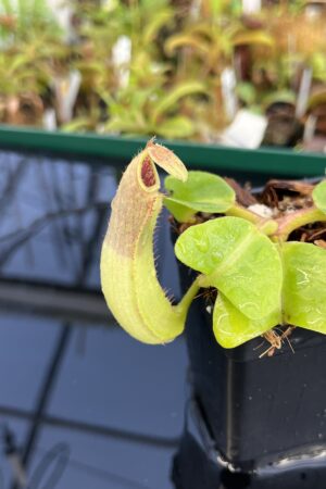 Close Up of Nepenthes truncata | Borneo Exotics | BE-4001 | L22877