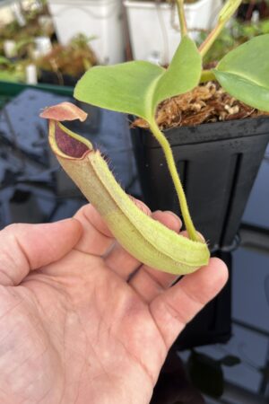Close Up of Nepenthes truncata | Borneo Exotics | BE-4001 | L22996