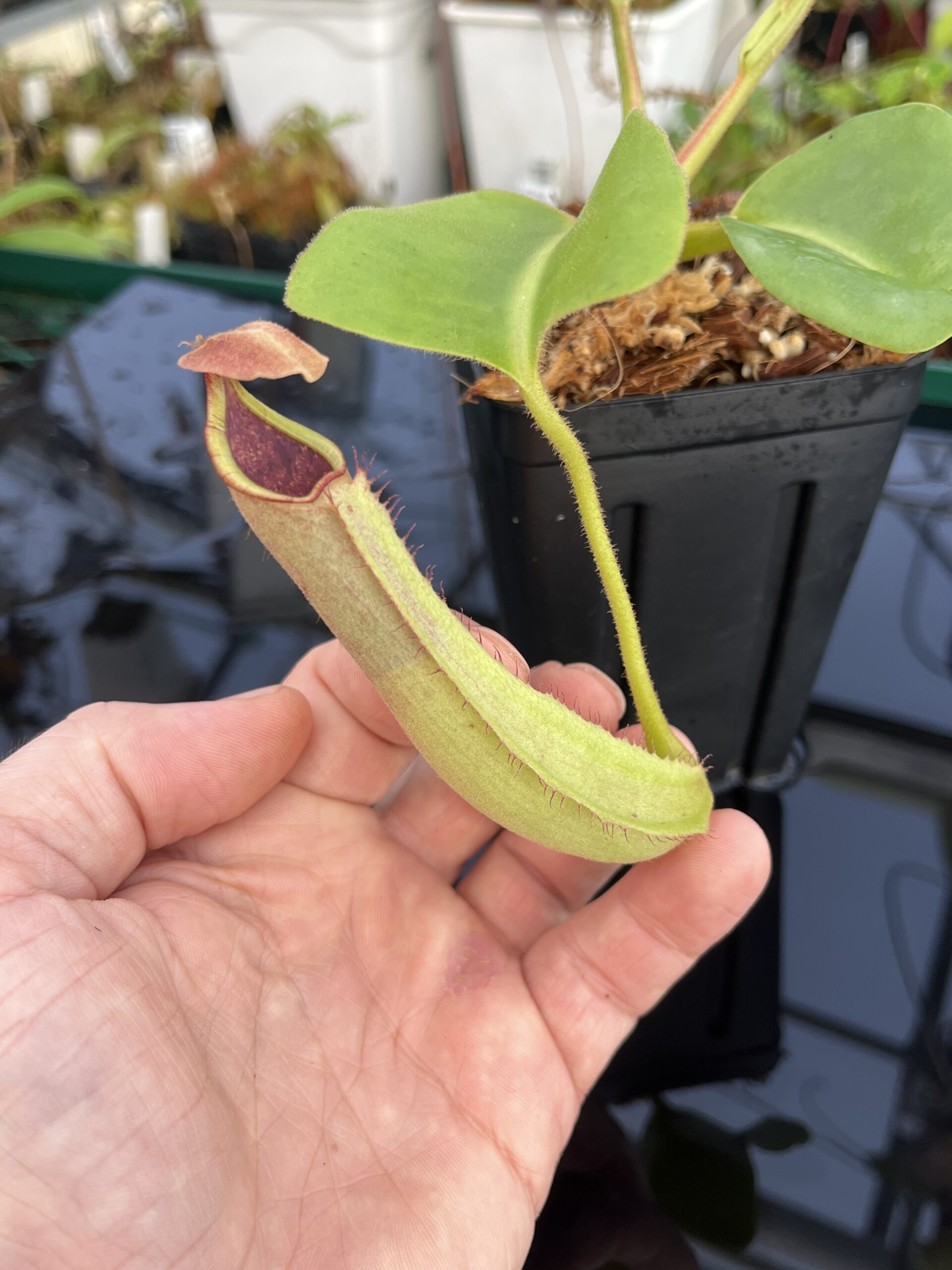 Close Up of Nepenthes truncata | Borneo Exotics | BE-4001 | L22996