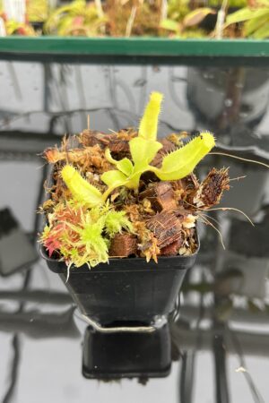 Close Up of Nepenthes truncata (c) #55 x truncata (a) | Florae | Seed Grown | Florae Collaborative | FC-453.00 | IN23170