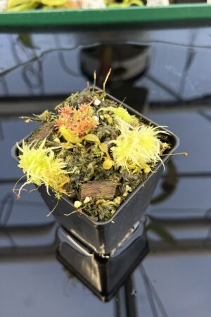 Close Up of Nepenthes truncata x mollis | JH | Florae | Jeremiah Harris | JH-530 | IN22882