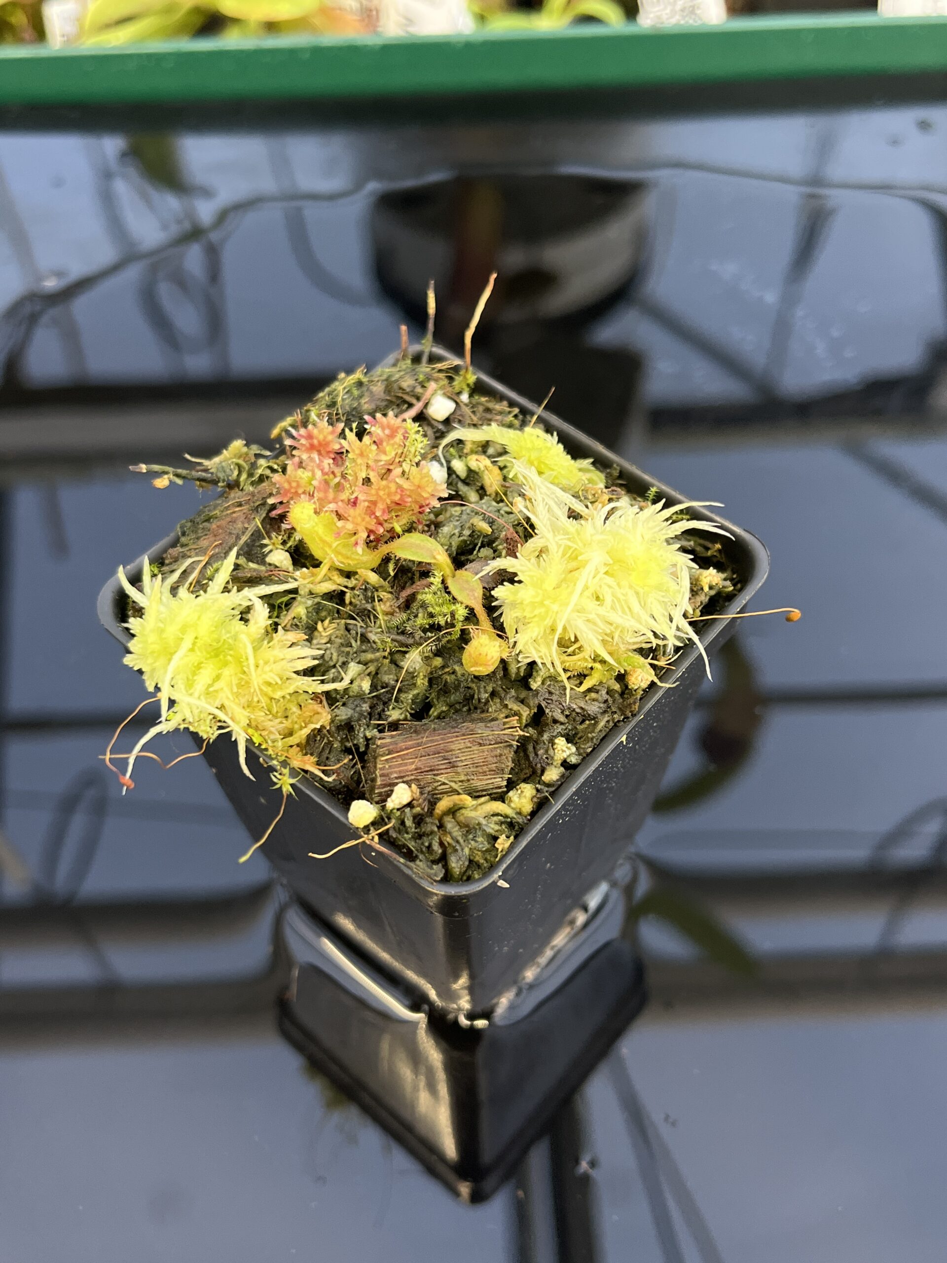 Close Up of Nepenthes truncata x mollis | JH | Florae | Jeremiah Harris | JH-530 | IN22882