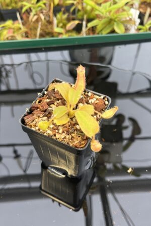 Close Up of Nepenthes truncata x peltata | Jeremiah Harris | JH-418.01 | IN23185