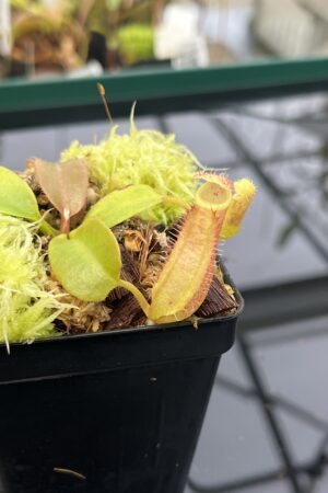 Close Up of Nepenthes truncata x peltata | Jeremiah Harris | JH-418.02 | IN22902