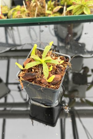 Close Up of Nepenthes veitchii Murud, Striped x 'Candy' | Florae Collaborative | FC-23.02 | IN23177