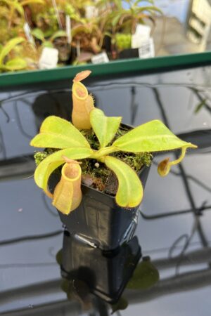 Close Up of Nepenthes veitchii 'Phill Mann' | Borneo Exotics | BE-3482 | IN22868