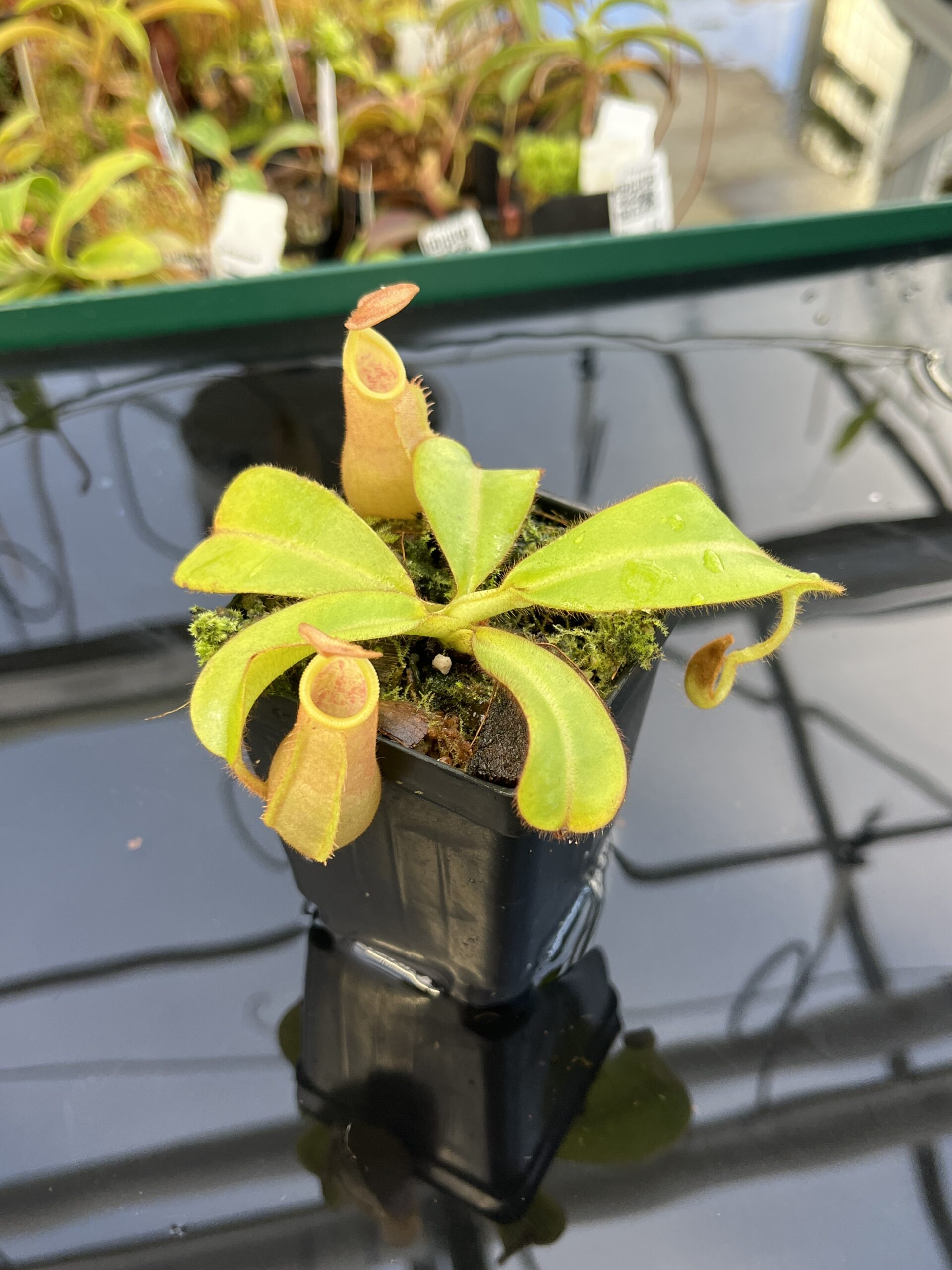 Close Up of Nepenthes veitchii 'Phill Mann' | Borneo Exotics | BE-3482 | IN22868