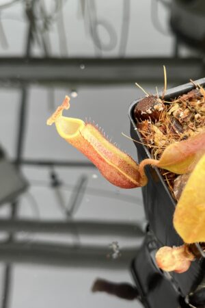 Close Up of Nepenthes veitchii long, striped x (truncata x spectabilis) | Jeremiah Harris | Assorted Clones | Jeremiah Harris | JH-399 | IN23165
