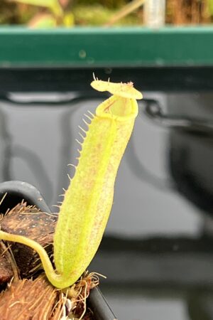 Close Up of Nepenthes veitchii long, striped x (truncata x spectabilis) | Jeremiah Harris | Assorted Clones | Jeremiah Harris | JH-399 | IN23166
