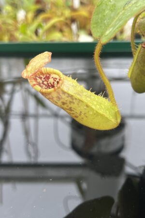 Close Up of Nepenthes (veitchii x lowii) x (spathulata x campanulata) | Florae Collaborative | FC-208 | IN22507