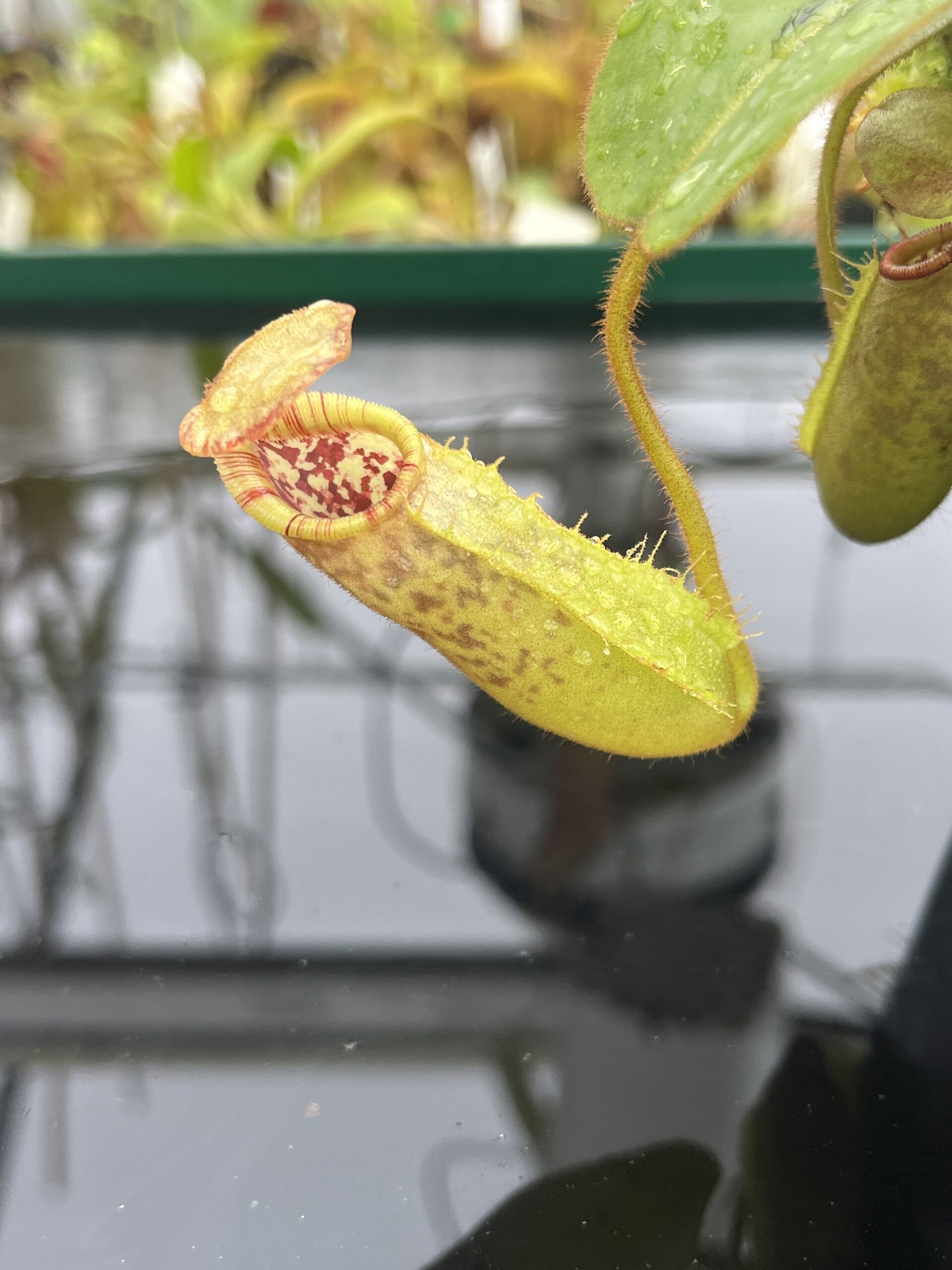 Close Up of Nepenthes (veitchii x lowii) x (spathulata x campanulata) | Florae Collaborative | FC-208 | IN22507