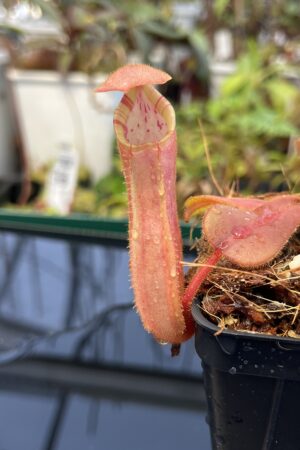 Close Up of Nepenthes (veitchii x platychila) x veitchii | Borneo Exotics | BE-4623 | IN23026