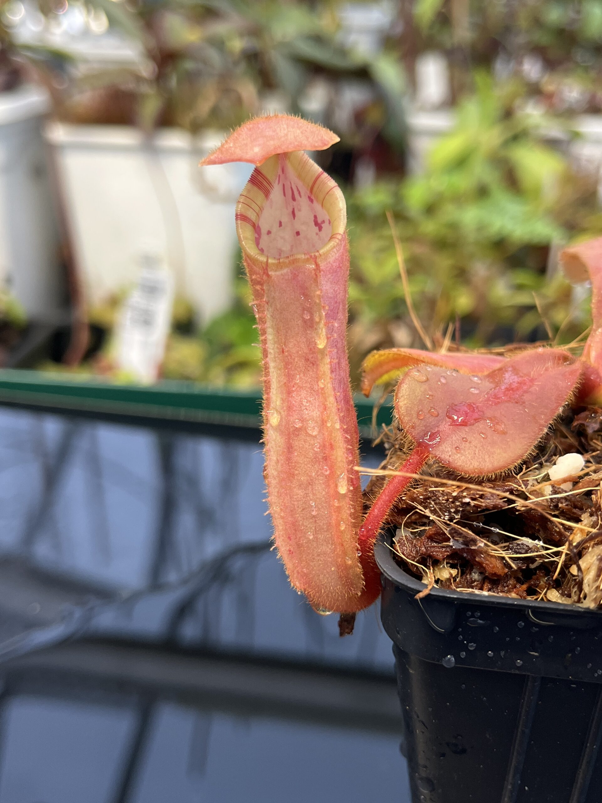Close Up of Nepenthes (veitchii x platychila) x veitchii | Borneo Exotics | BE-4623 | IN23026