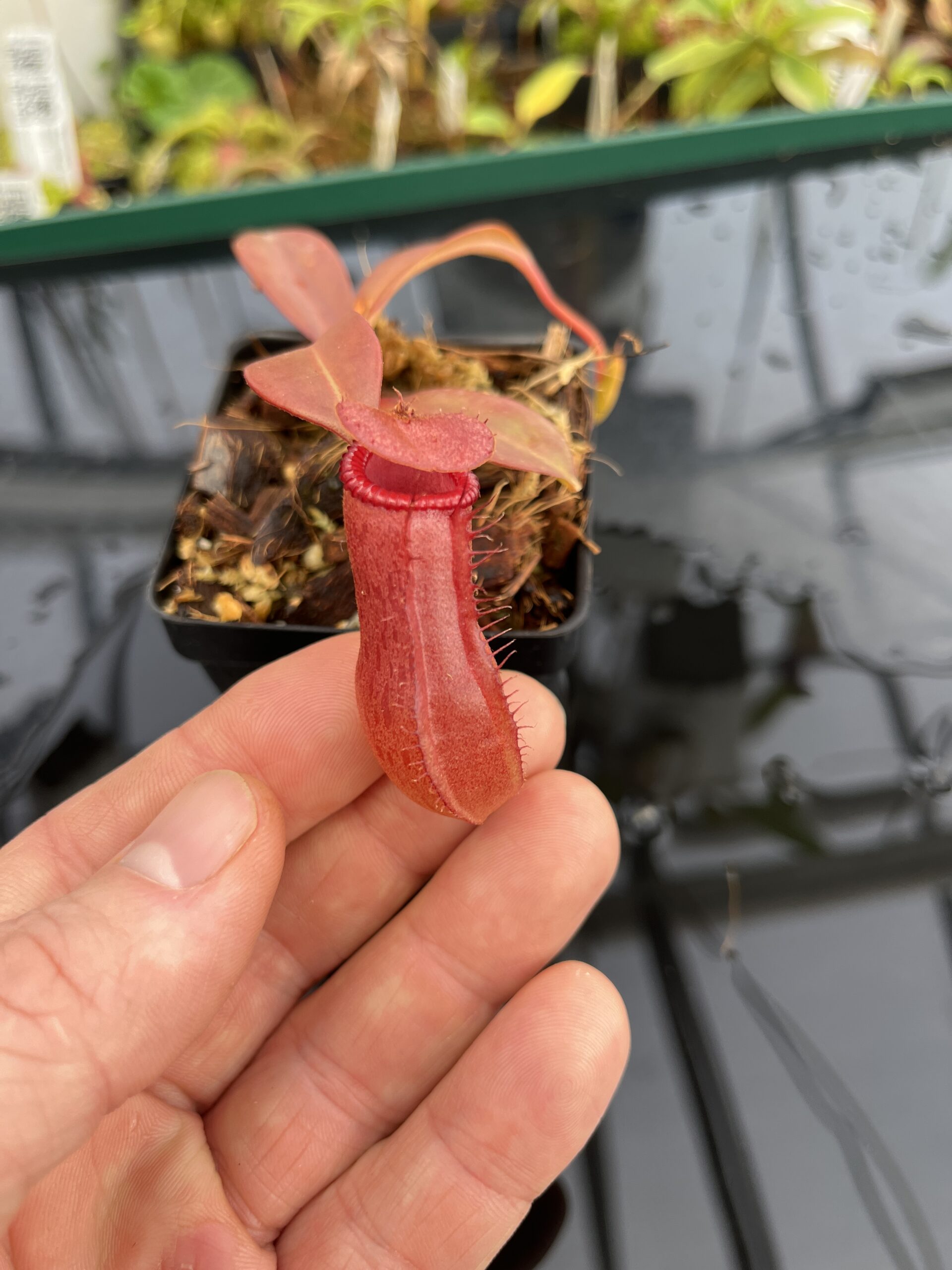 Close Up of Nepenthes ventricosa x edwardsiana | Andreas Wistuba | AW-RSC | IN23122