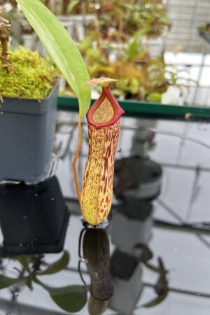Close Up of Nepenthes ventricosa x maxima | Malesiana Tropicals | MT-147 | IN22838