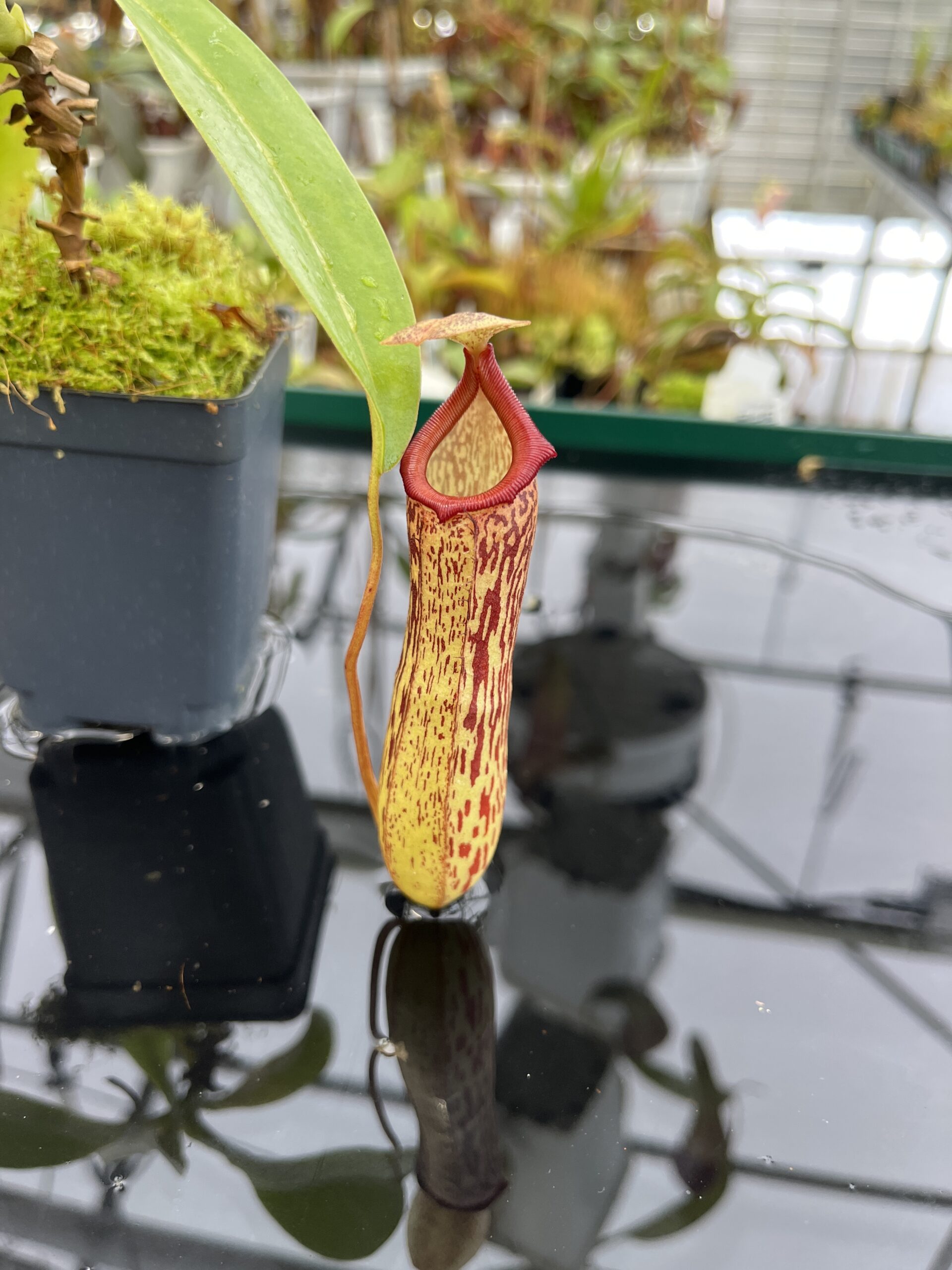 Close Up of Nepenthes ventricosa x maxima | Malesiana Tropicals | MT-147 | IN22838