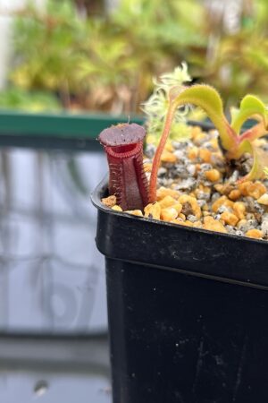 Close Up of Nepenthes villosa x lowii | Andreas Wistuba | AW-03 | H23123