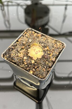 Close Up of Pinguicula gracilis | Best Carnivorous Plants | BCP-554 | IN22602