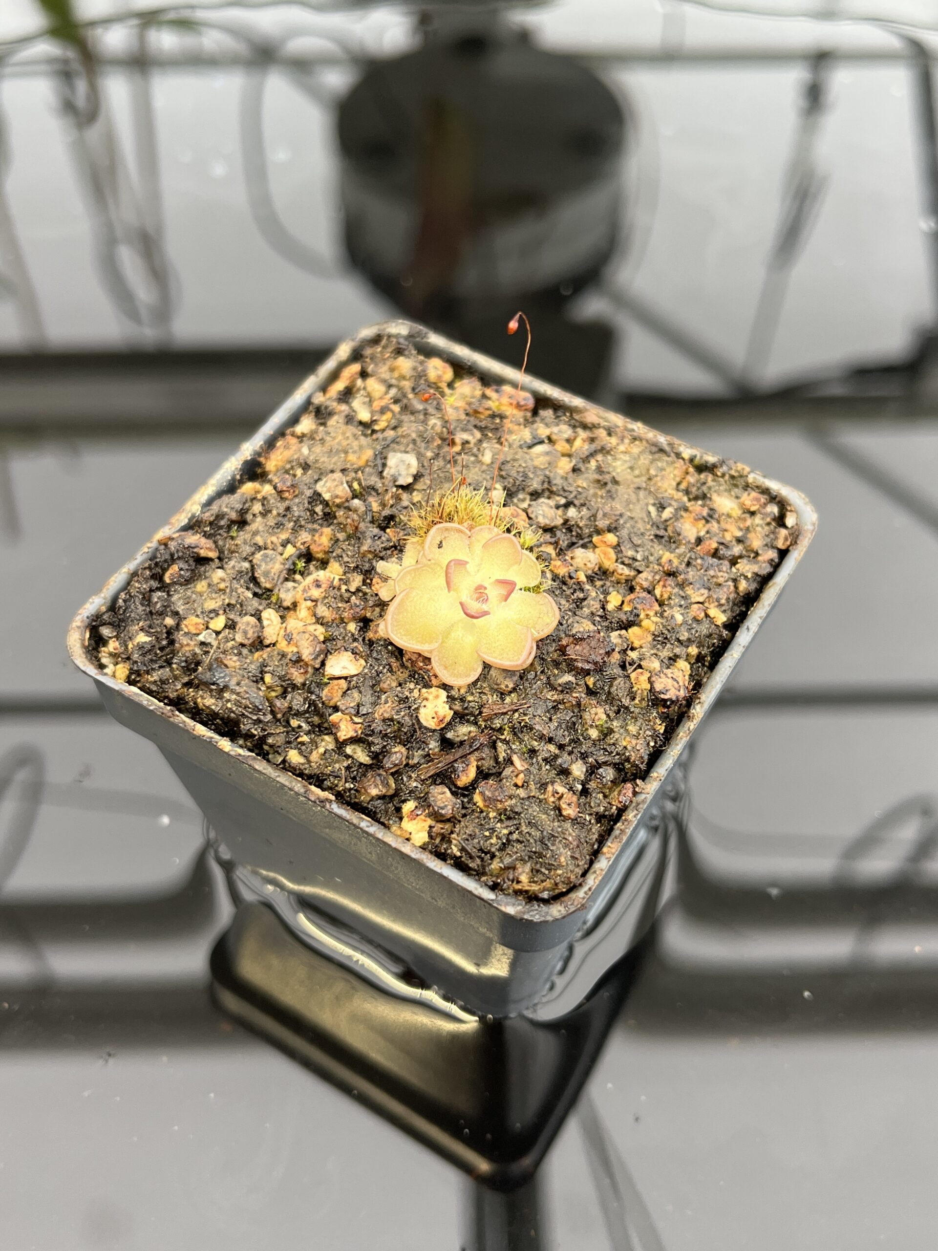 Close Up of Pinguicula gracilis | Best Carnivorous Plants | BCP-554 | IN22602