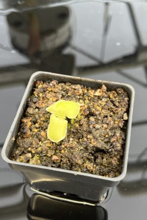 Close Up of Pinguicula macrophylla | Best Carnivorous Plants | BCP-480 | IN22598