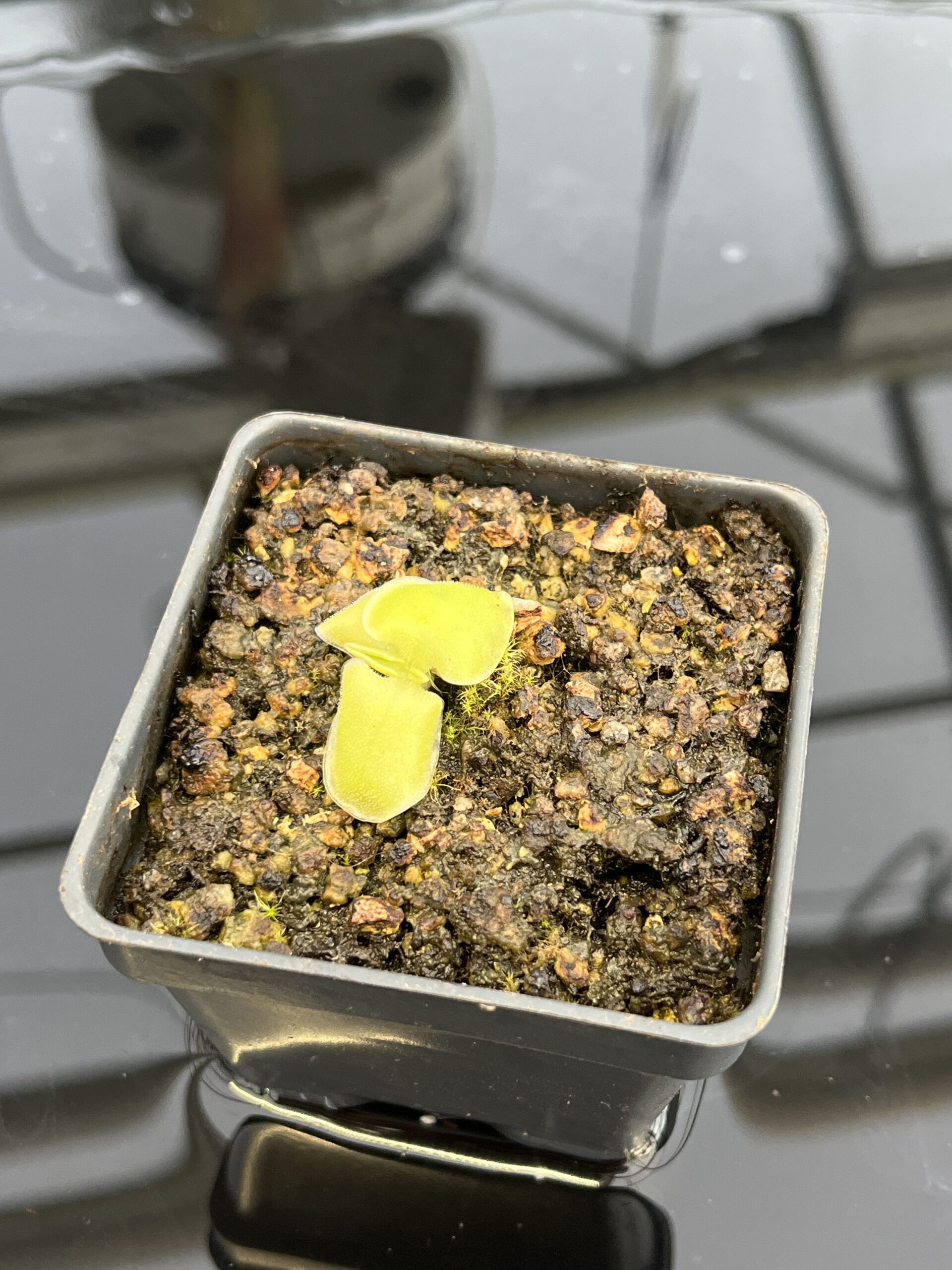 Close Up of Pinguicula macrophylla | Best Carnivorous Plants | BCP-480 | IN22598