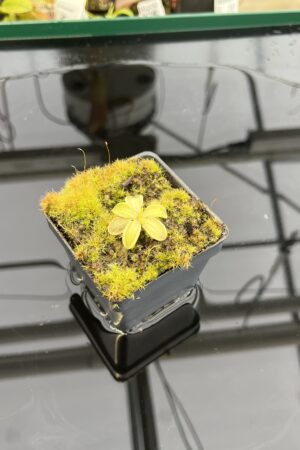 Close Up of Pinguicula mesophytica {Cerro El Pital, Honduras} | Best Carnivorous Plants | BCP-1697 | IN22605