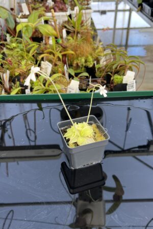 Close Up of Pinguicula moranensis var. alba {pure white flower, Molango, Mexico} | Best Carnivorous Plants | BCP-519 | IN22593