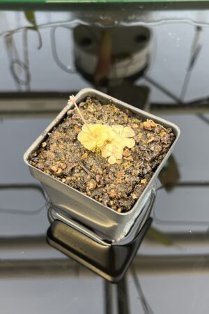 Close Up of Pinguicula rotundiflora | Best Carnivorous Plants | BCP-595 | IN22595